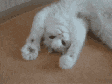Cat Perfect Loops